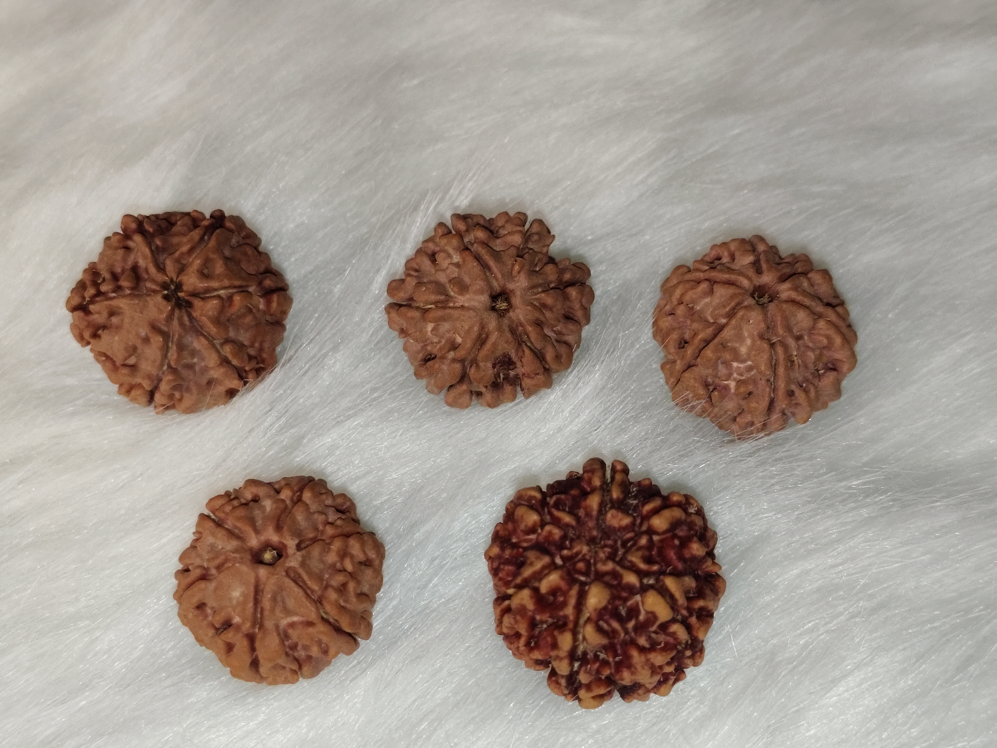 Rudraksha 5 Mukhi | Natural Certified Rudraksha 5 Mukhi | Natural Certified