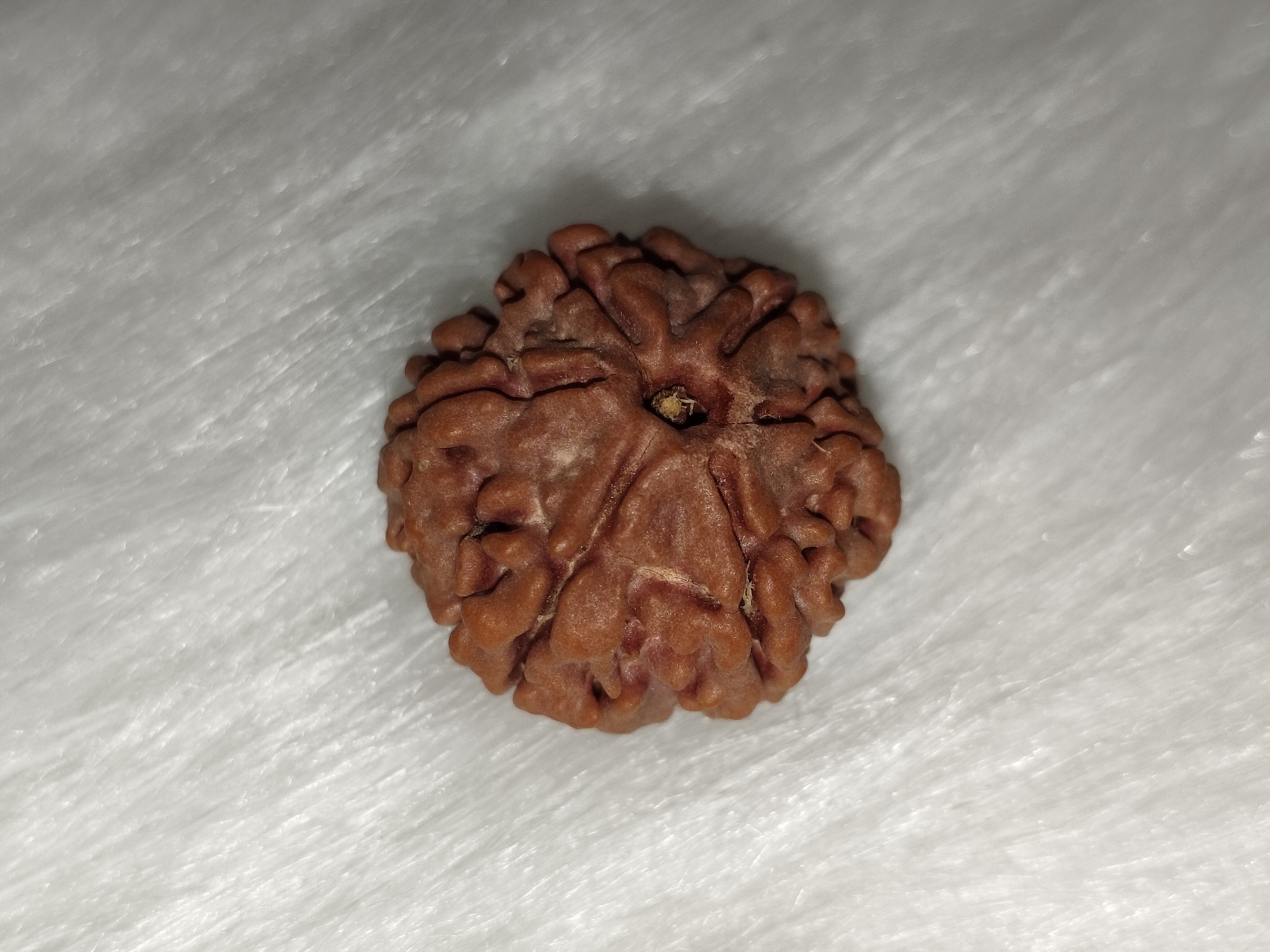 Rudraksha 5 Mukhi | Natural Certified Rudraksha 5 Mukhi | Natural Certified