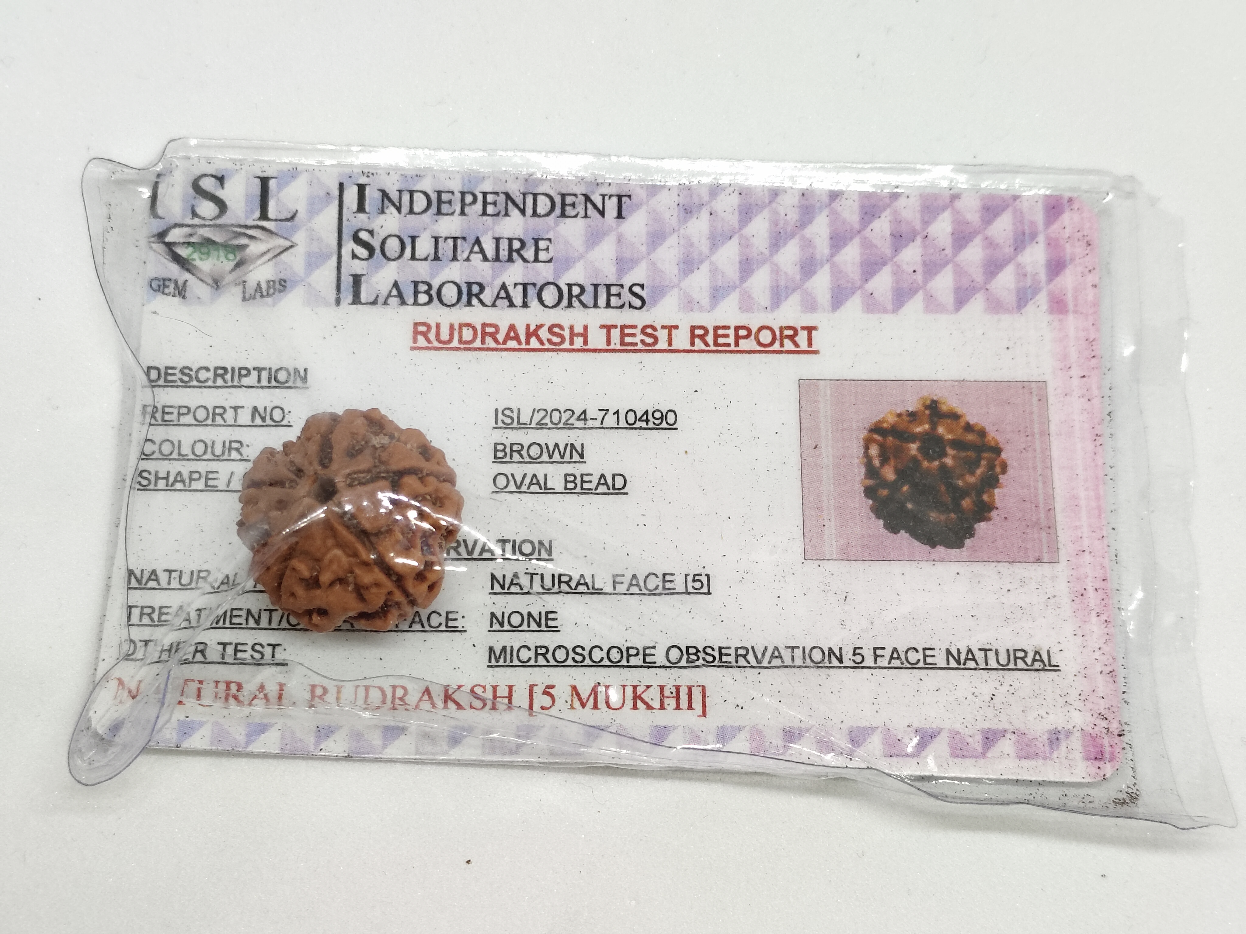 Rudraksha 6 Mukhi | Natural Certified Rudraksha 6 Mukhi | Natural Certified