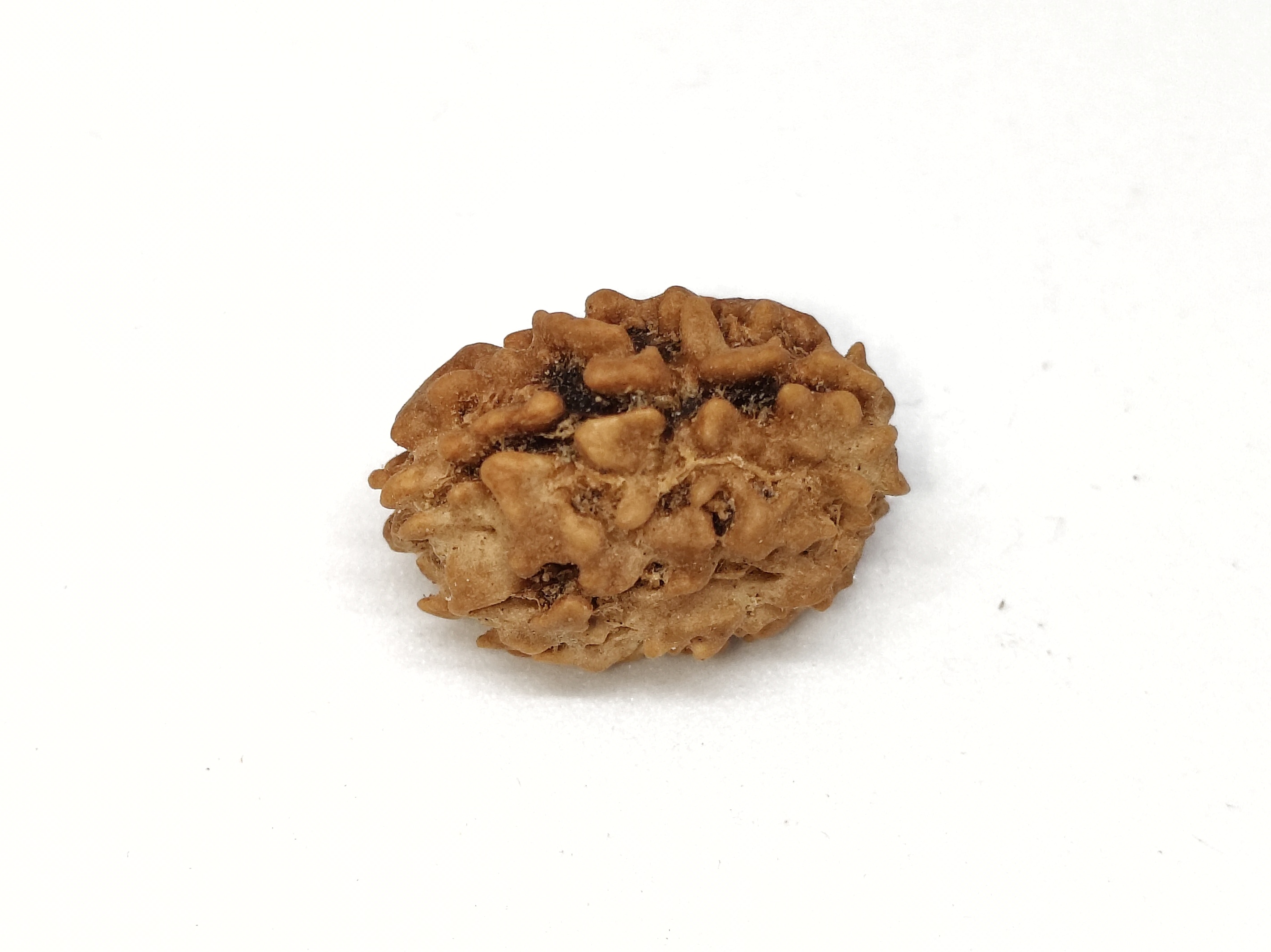 Rudraksha 3 Mukhi | Nepal Origin Rudraksha 3 Mukhi | Nepal Origin
