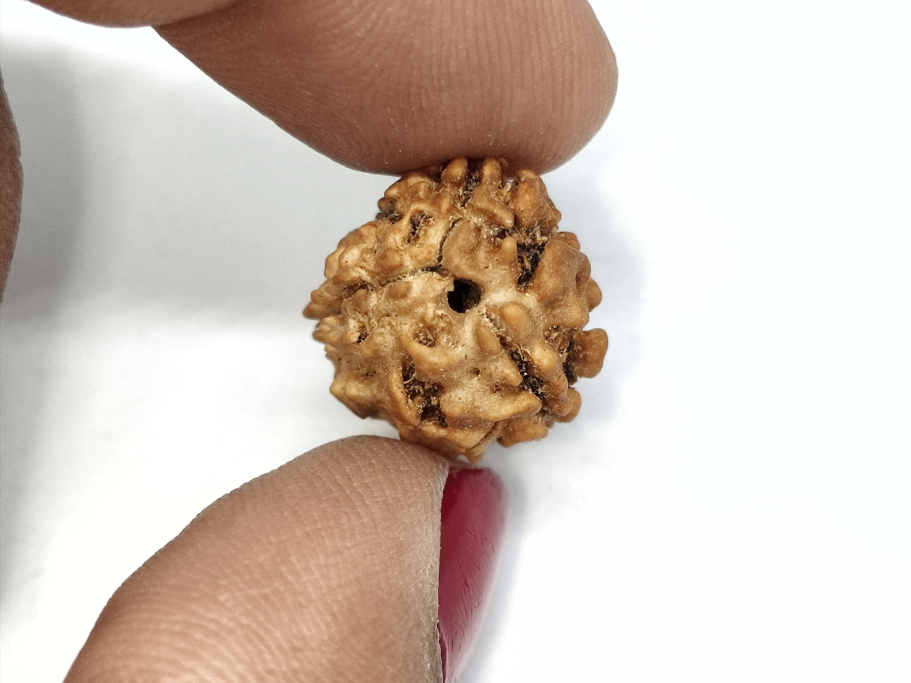 Rudraksha 3 Mukhi | Nepal Origin Rudraksha 3 Mukhi | Nepal Origin
