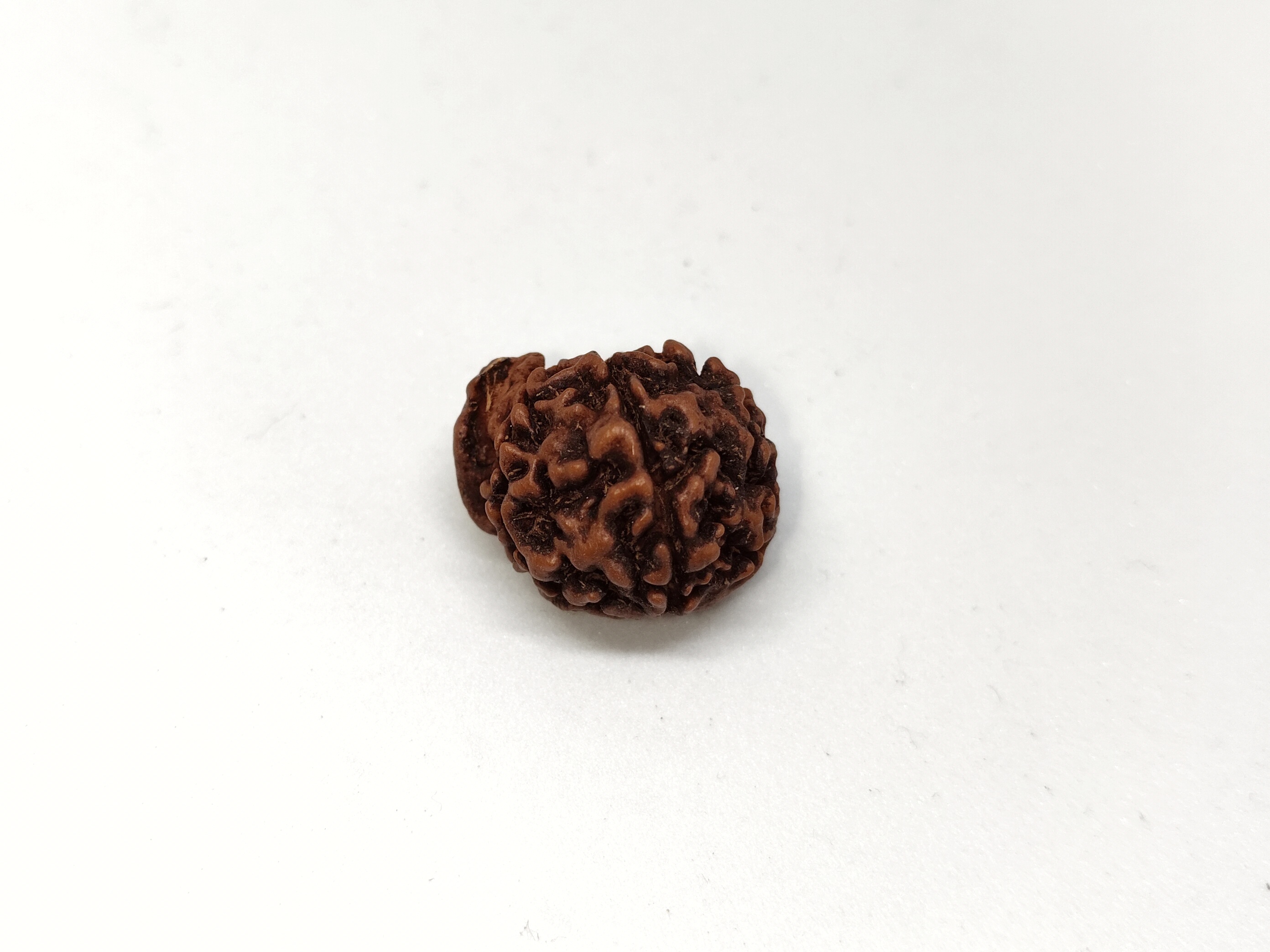 Ganesh Rudraksha | Nepal Origin Ganesh Rudraksha | Nepal Origin