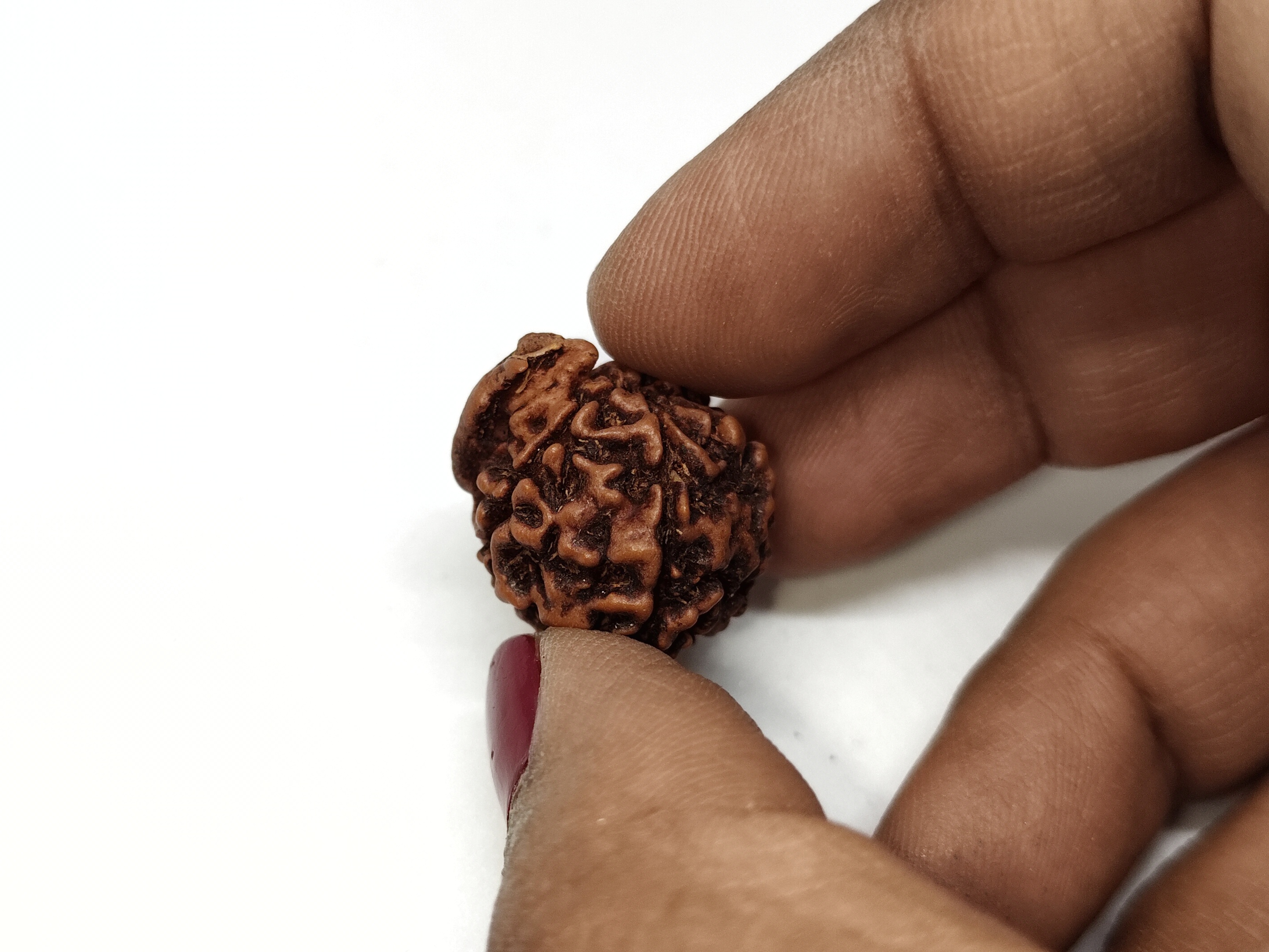 Ganesh Rudraksha | Nepal Origin