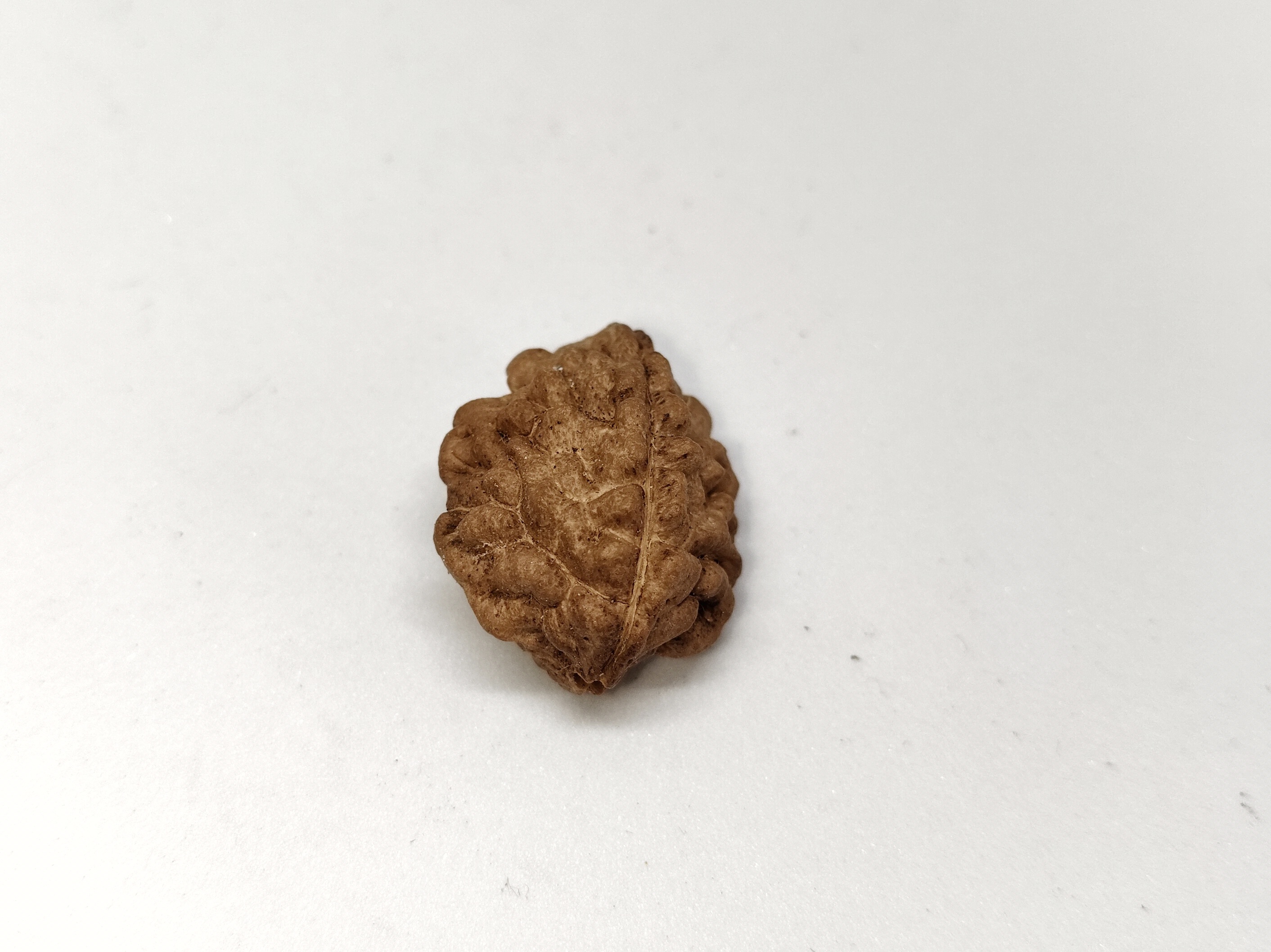 Rudraksha 2 Mukhi | Nepal Origin