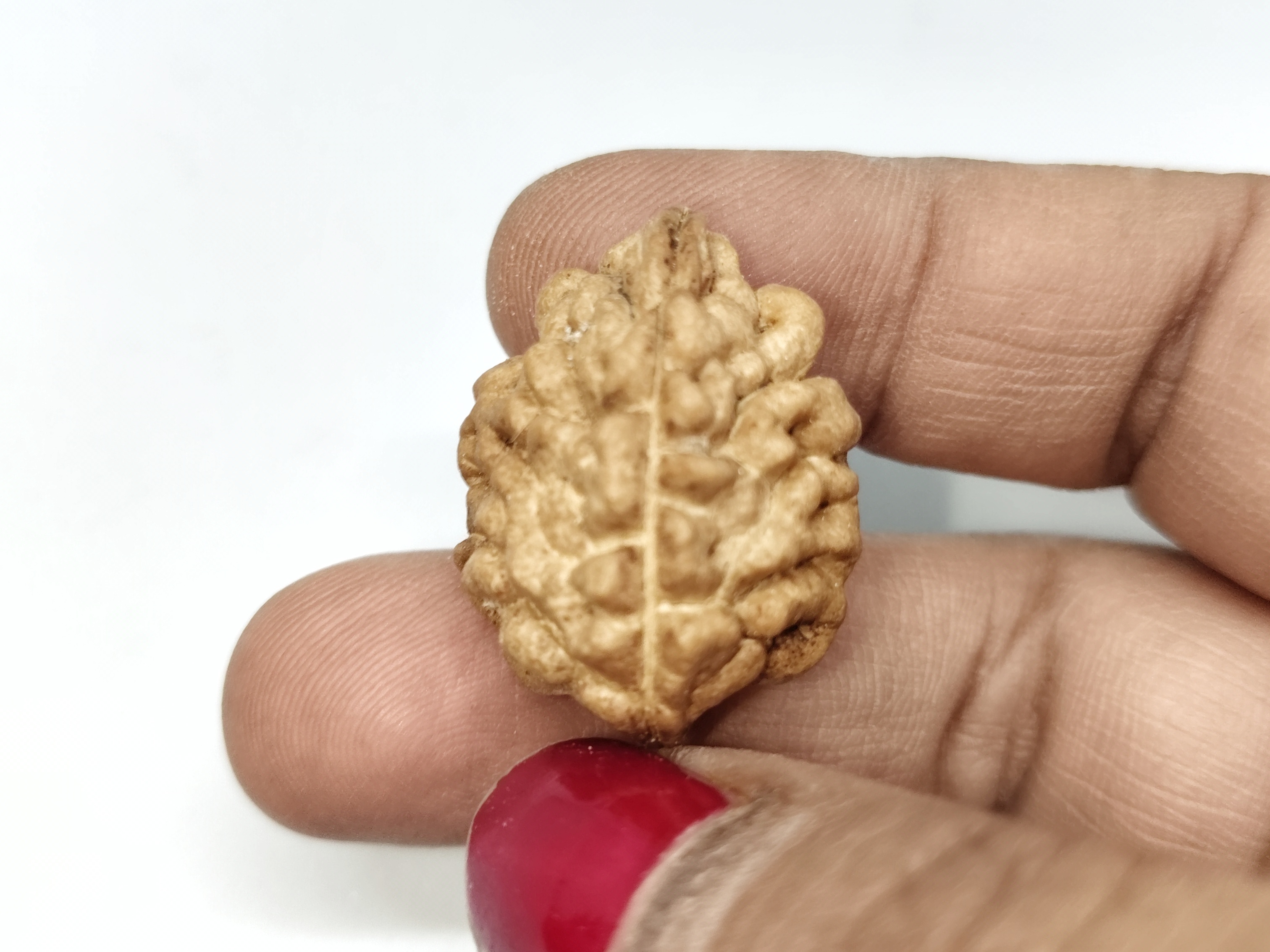 Rudraksha 2 Mukhi | Nepal Origin Rudraksha 2 Mukhi | Nepal Origin