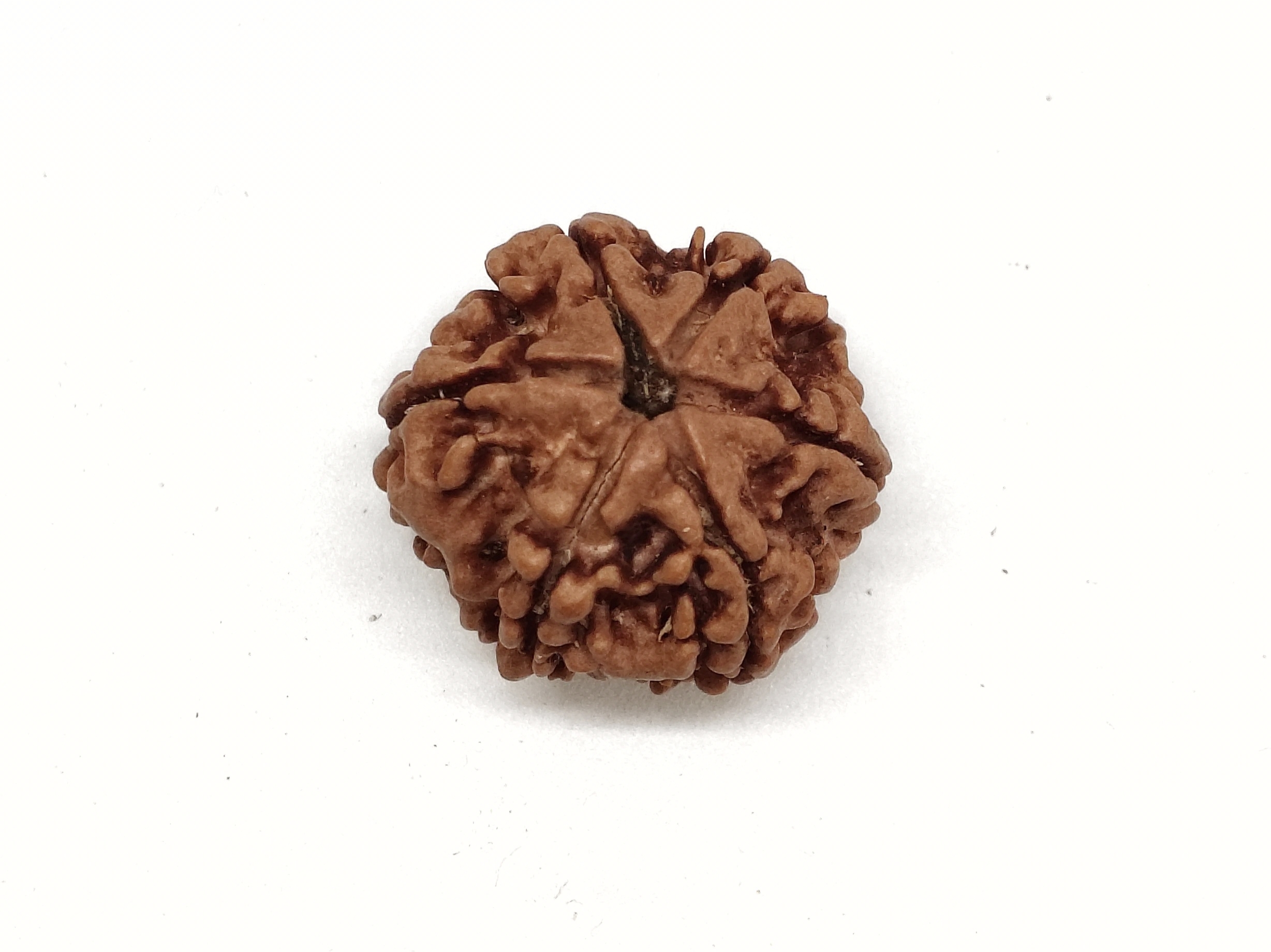 Rudraksha 6 Mukhi | Natural Certified