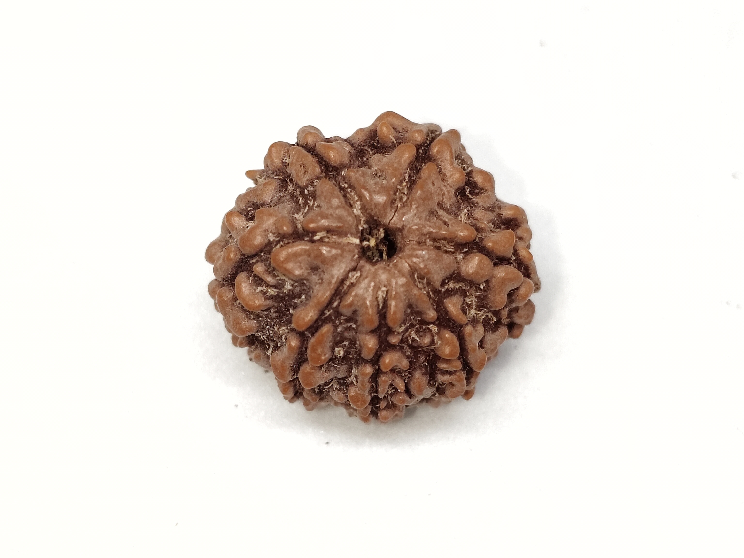 Rudraksha 7 Mukhi | Nepal Origin