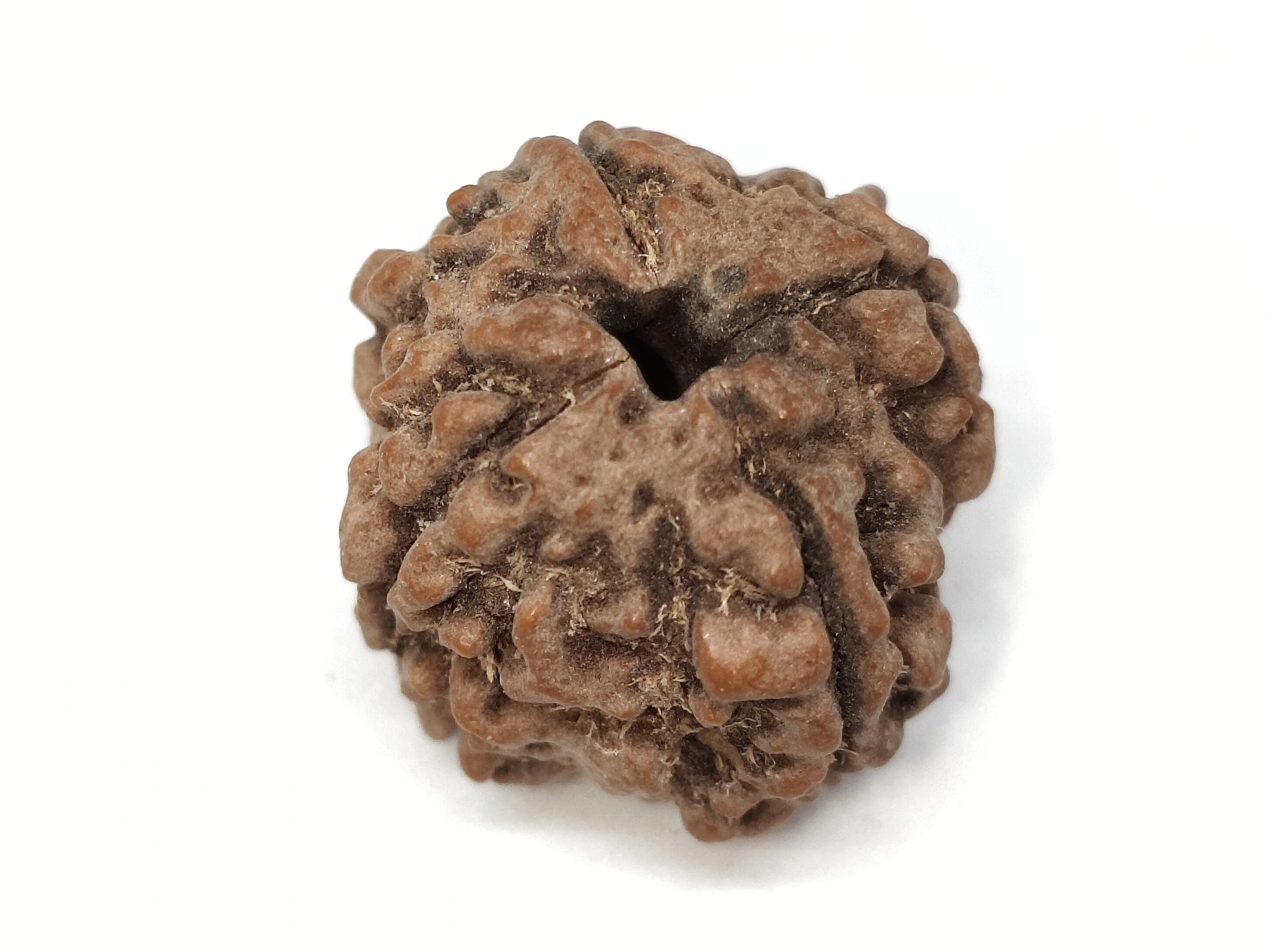 Rudraksha 4 Mukhi | Nepal Origin
