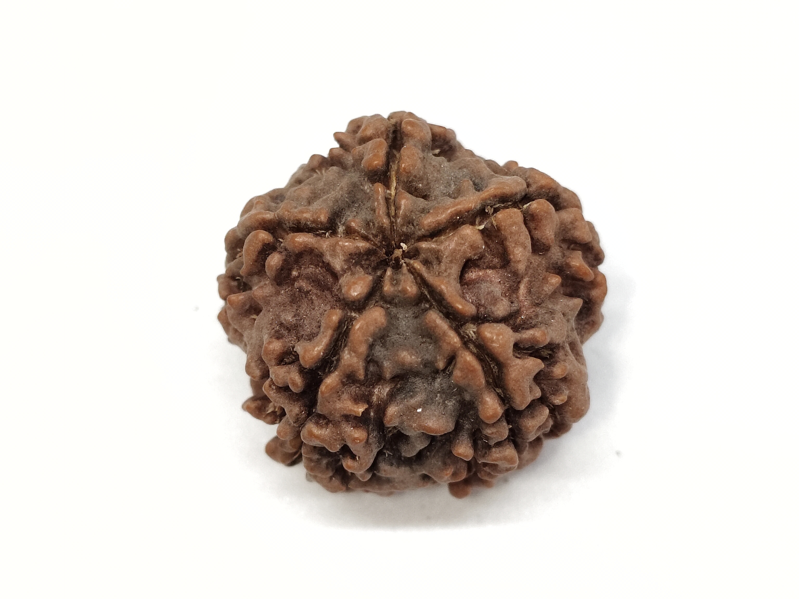 Rudraksha 5 Mukhi | Nepal Origin Rudraksha 5 Mukhi | Nepal Origin