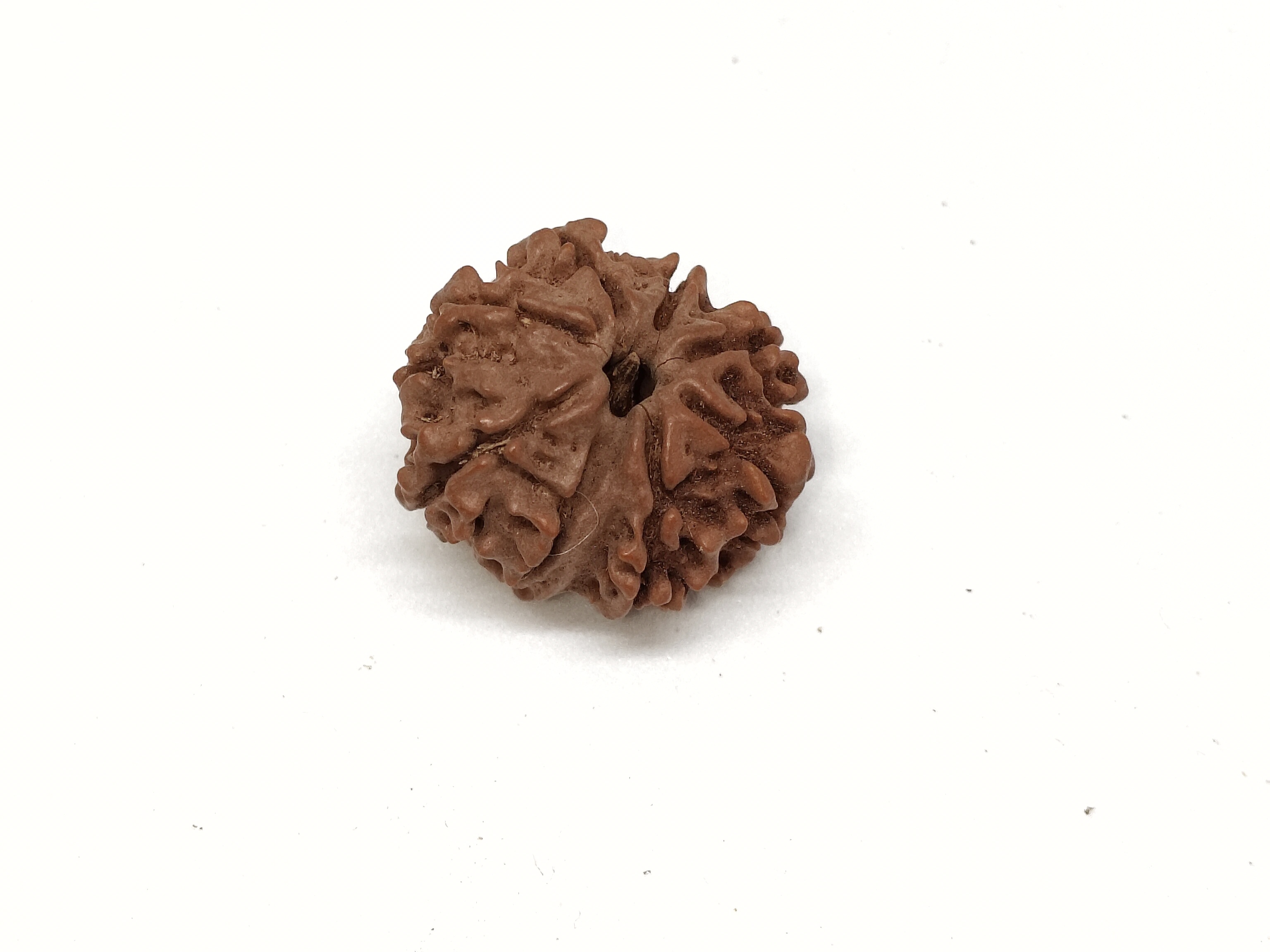 Rudraksha 8 Mukhi | Nepal Origin Rudraksha 8 Mukhi | Nepal Origin