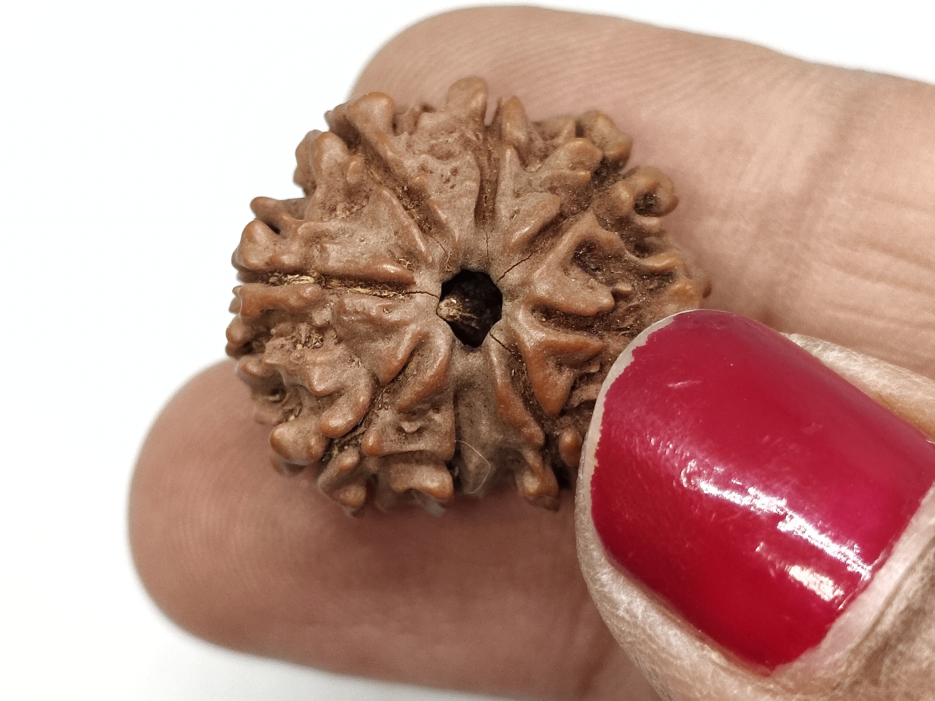 Rudraksha 8 Mukhi | Nepal Origin