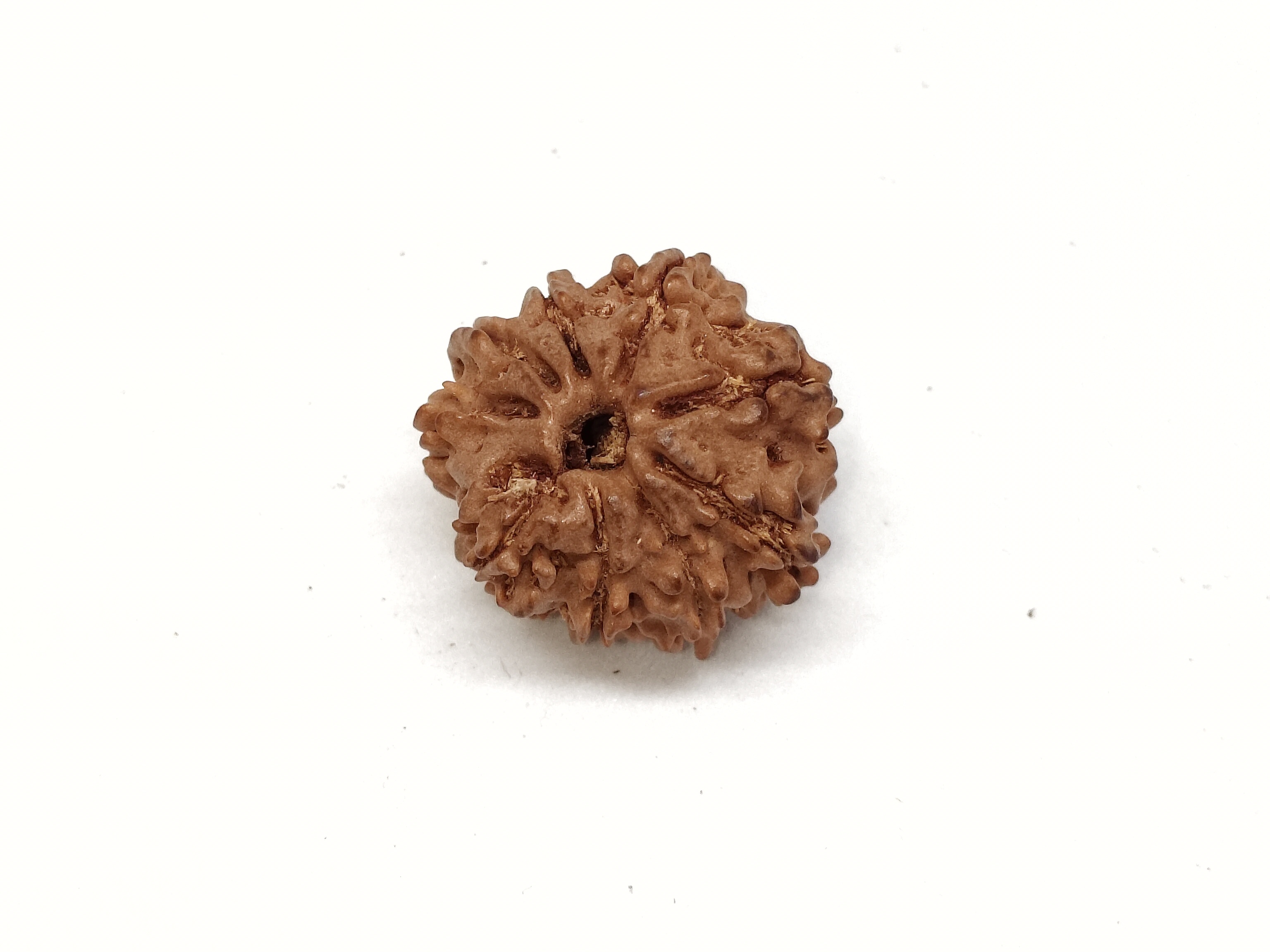 Rudraksha 9 Mukhi | Nepal Origin Rudraksha 9 Mukhi | Nepal Origin