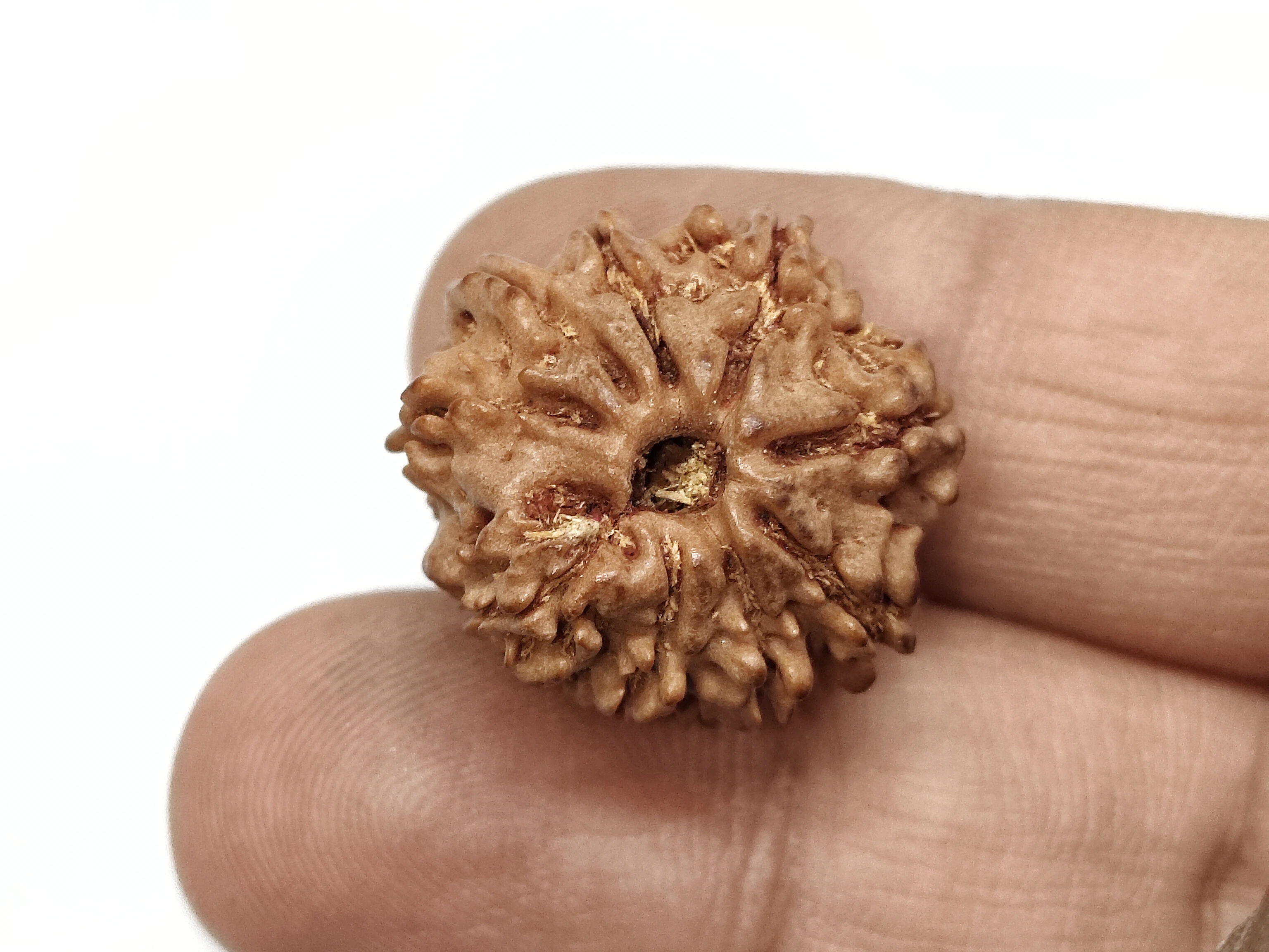 Rudraksha 9 Mukhi | Nepal Origin
