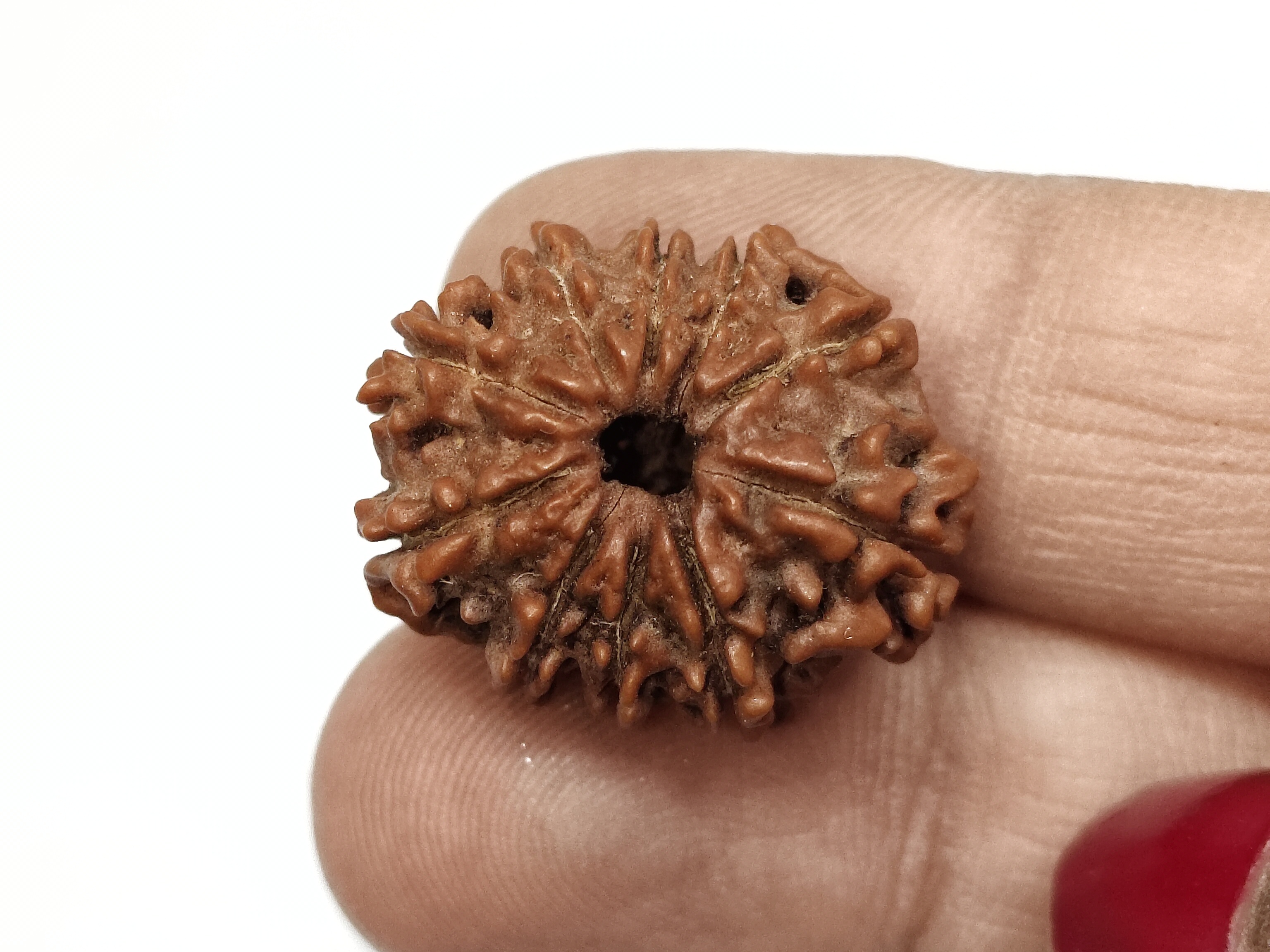 Rudraksha 10 Mukhi | Nepal Origin