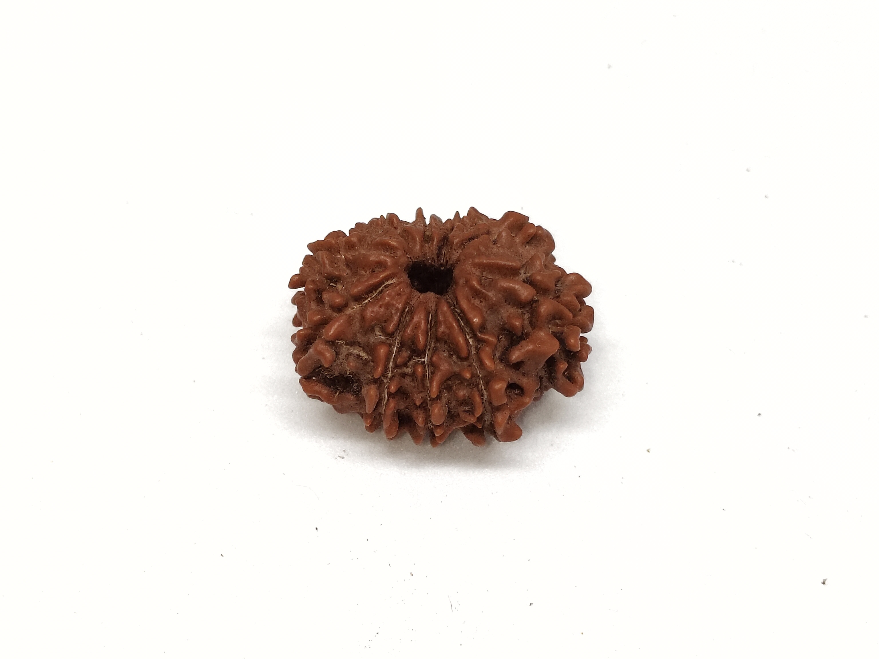Rudraksha 10 Mukhi | Nepal Origin