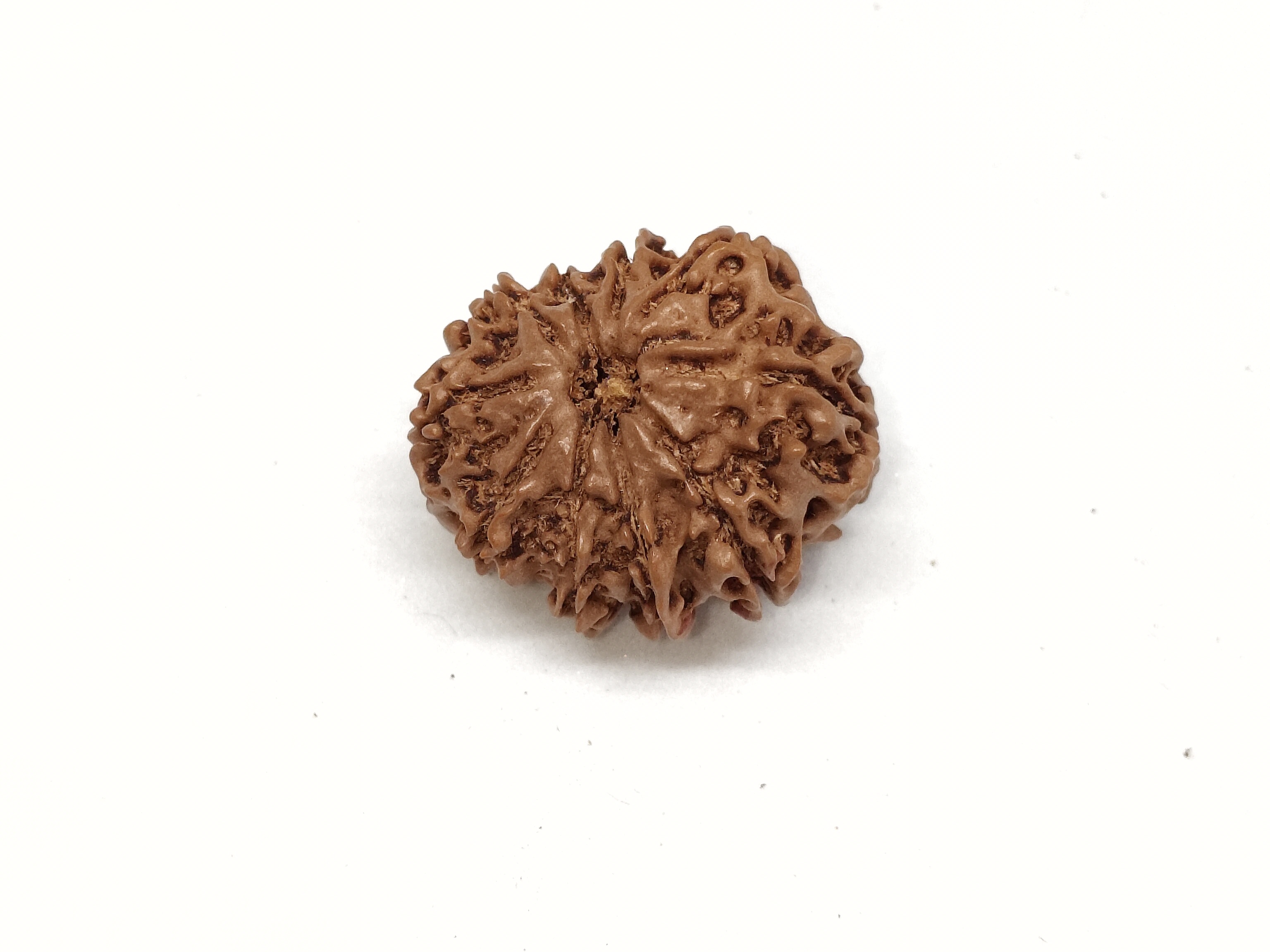 Rudraksha 11 Mukhi | Nepal Origin Rudraksha 11 Mukhi | Nepal Origin