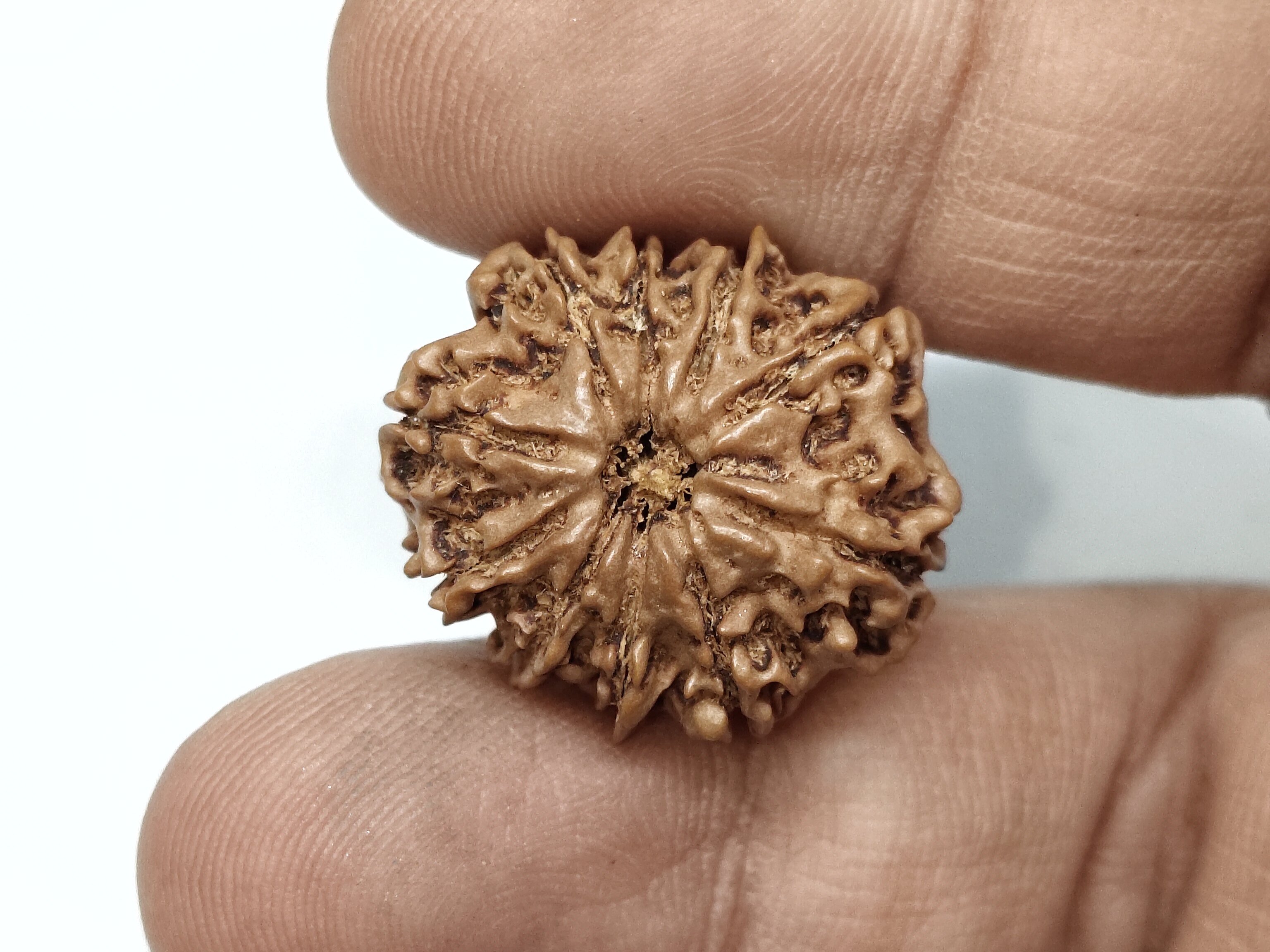 Rudraksha 11 Mukhi | Nepal Origin