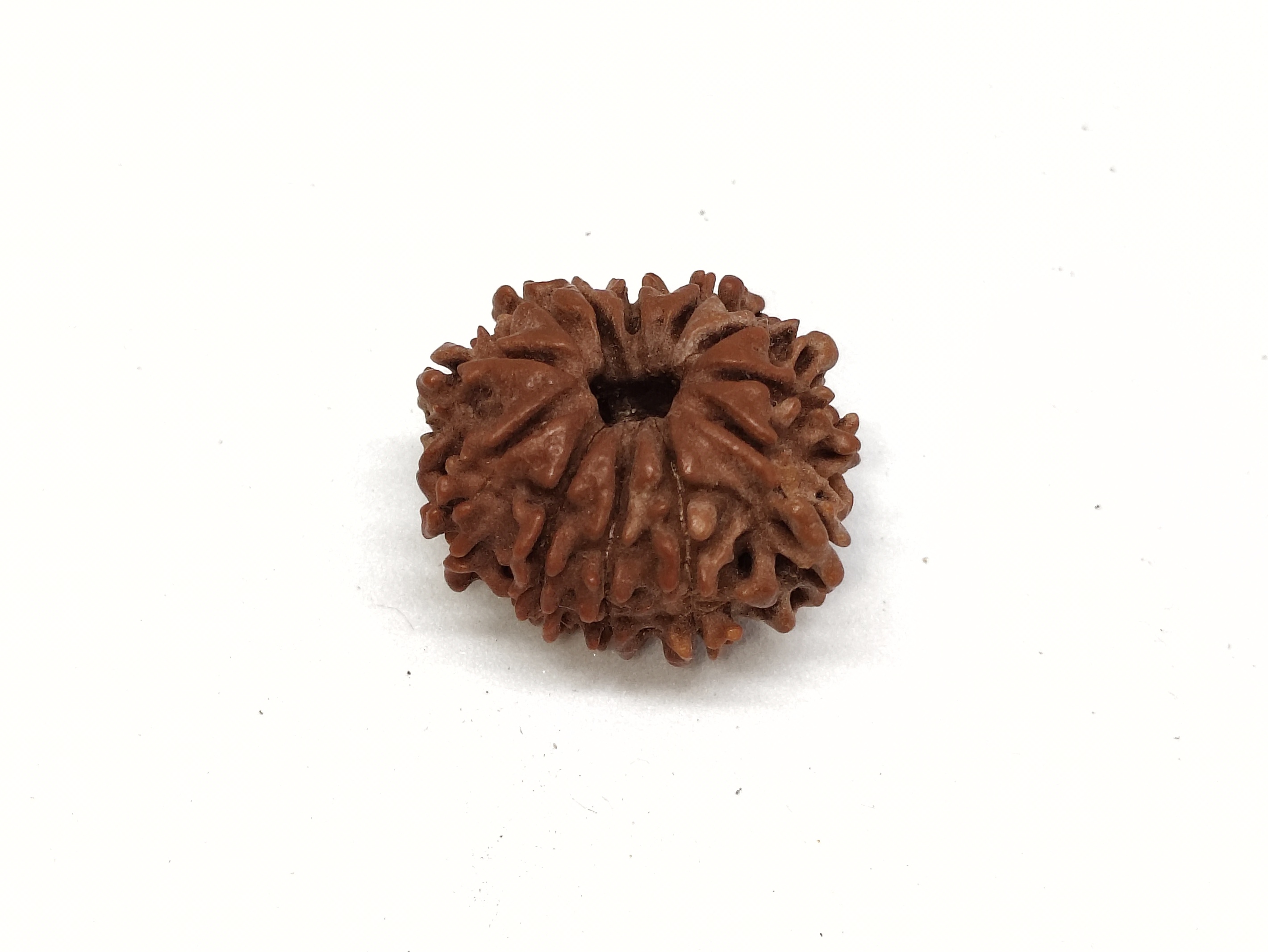 Rudraksha 13 Mukhi | Nepal Origin