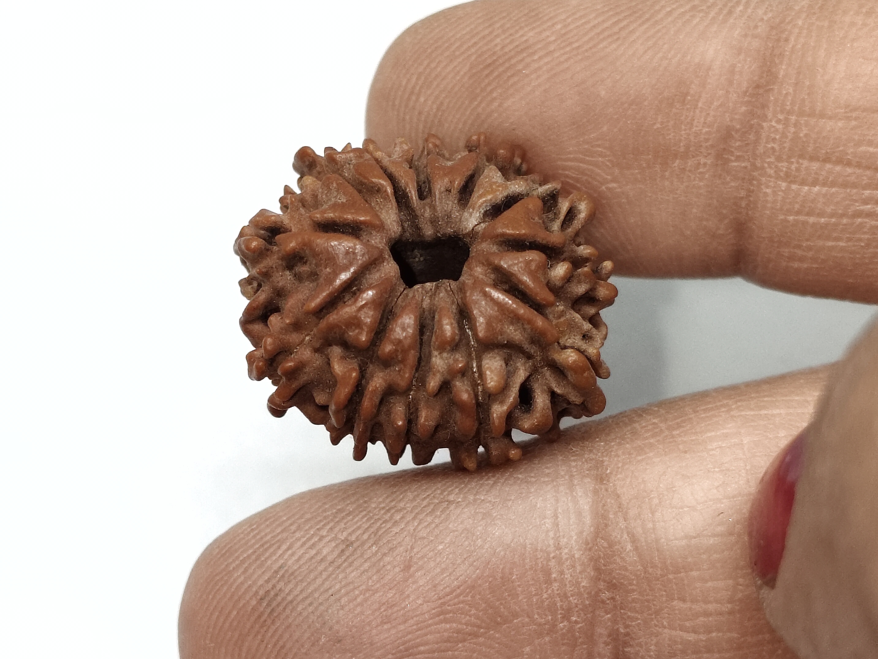 Rudraksha 12 Mukhi | Nepal Origin